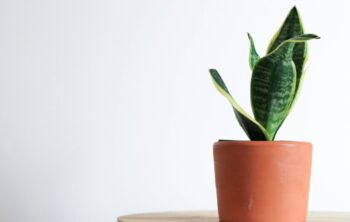 how to care for snake plant indoors 1