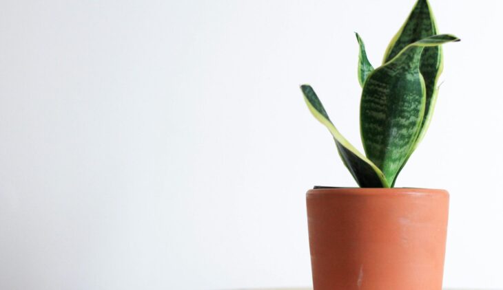 how to care for snake plant indoors 1