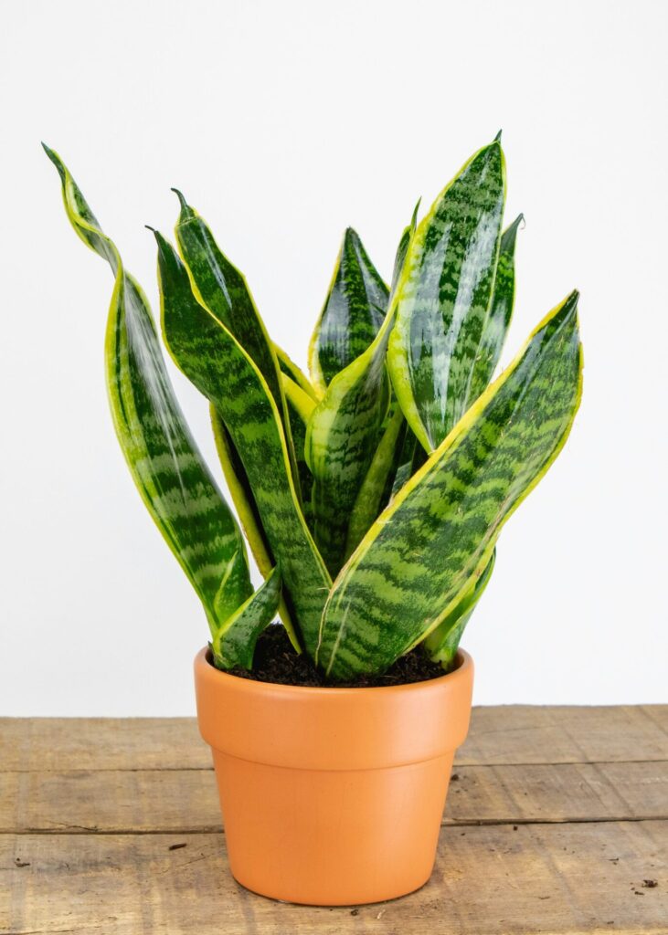 Top 5 Best Indoor Plants Snake Plant