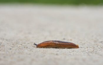 how to get rid of garden slugs naturally