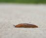 how to get rid of garden slugs naturally