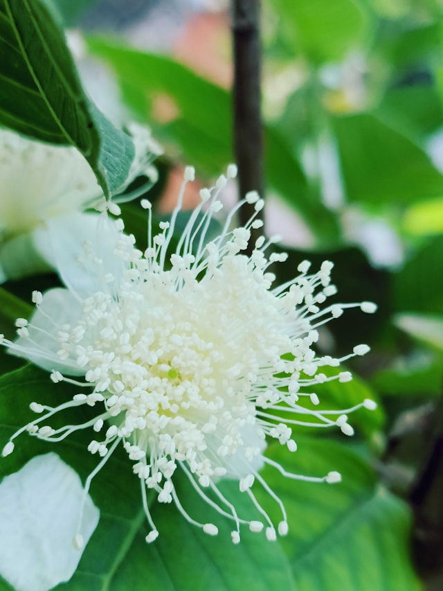 Guava plant flowering