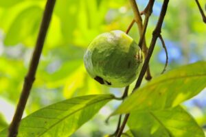 how to grow guava from a seed