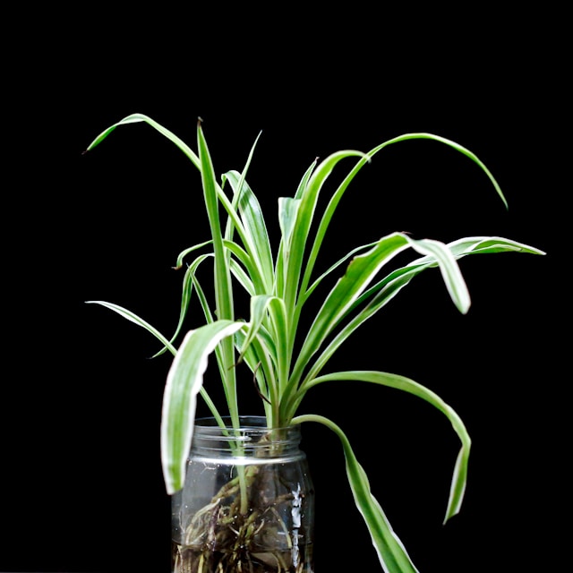 Top 5 Best Indoor Plants 3 .spider plant