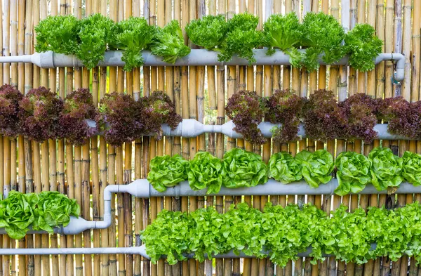 Hydroponic Vertical Garden