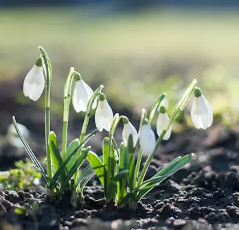 spring garden prep