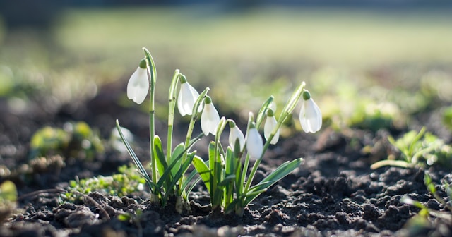 spring garden prep