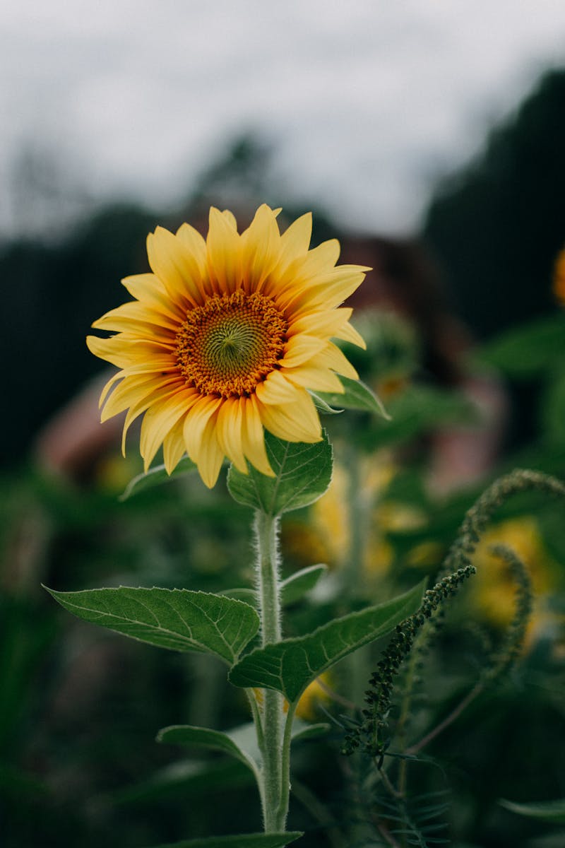 Sunflowers attracting pollinators to vegetable garden