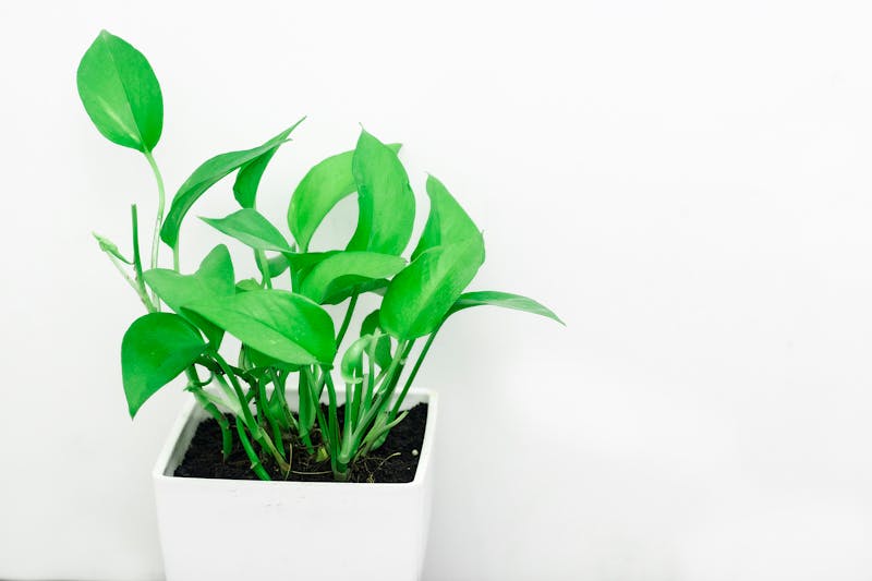 Best Indoor Plants for Low Light: Top 10 Picks for 2026 3 Pothos plant near window