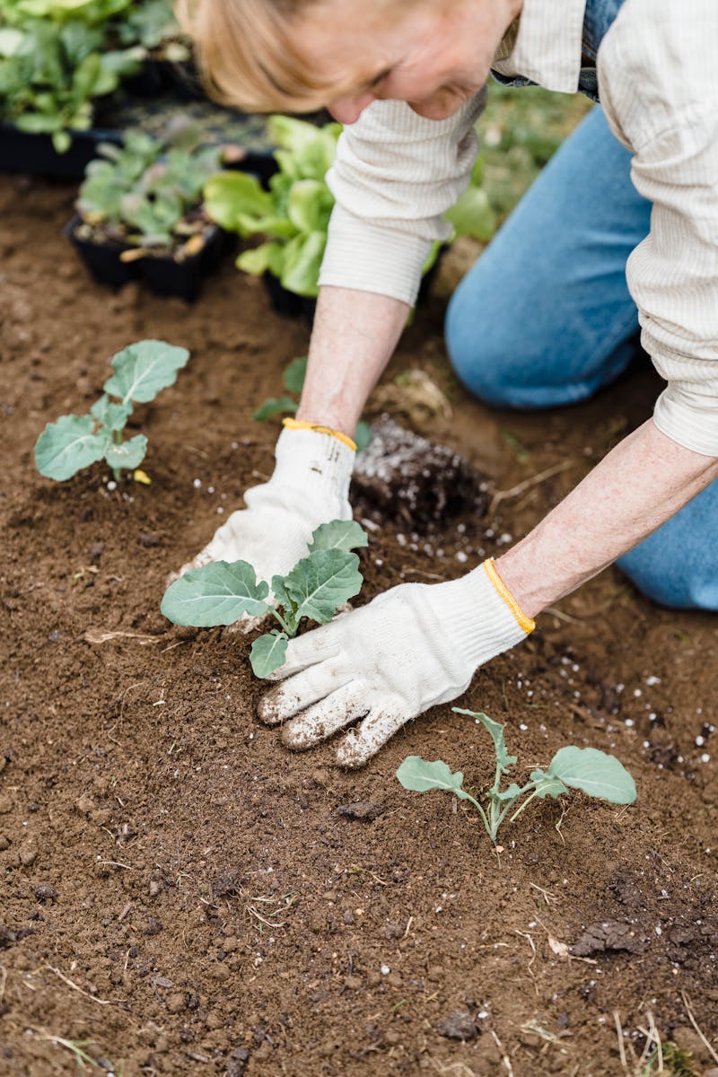 Mulch on garden bed