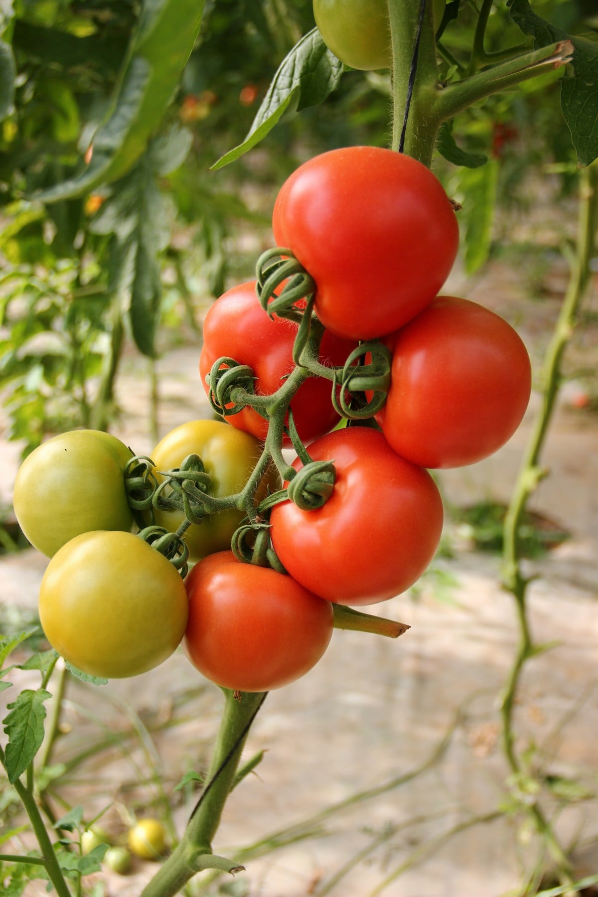 Best Fertilizer for Tomatoes: Complete 2026 Guide 1 Best Fertilizer for Tomatoes: Complete 2026 Guide