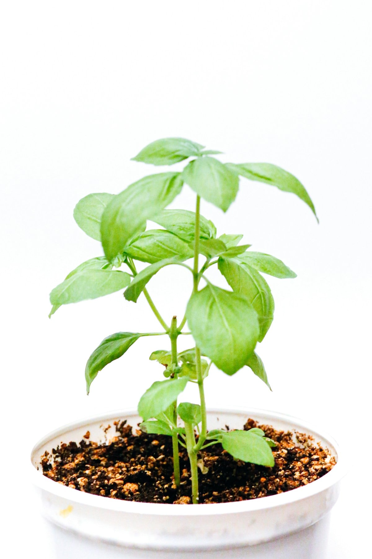How to Grow Basil Indoors Year-Round 1 basil indoor
