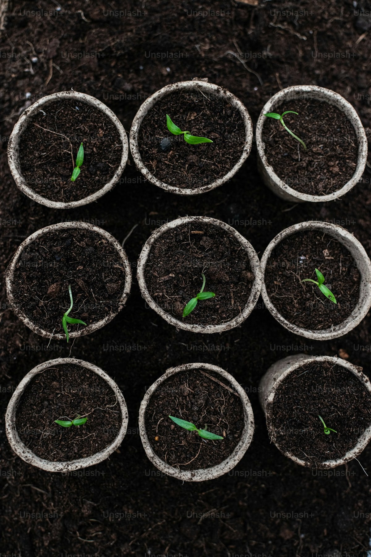 pepper plant growing