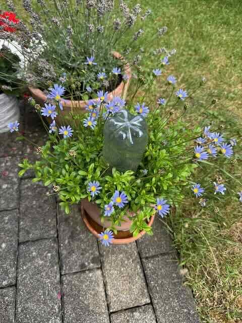 I Tried the Plastic Bottle Self-Watering System in a Heatwave and Here's Why It Failed (and What Actually Works 3 Green plastic bottle waterer pushed into the centre of a pot of blue felicia daisies on a paved patio