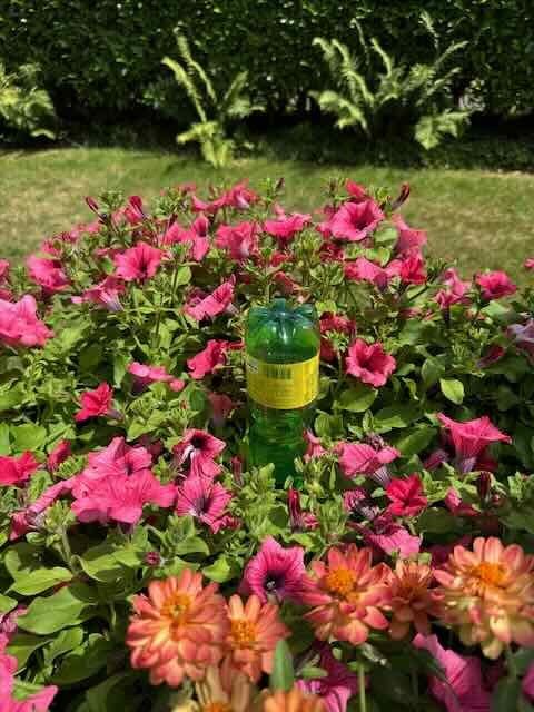 I Tried the Plastic Bottle Self-Watering System in a Heatwave and Here's Why It Failed (and What Actually Works 5 Green plastic bottle dripper standing in a flower bed of pink petunias and orange zinnias in full sun