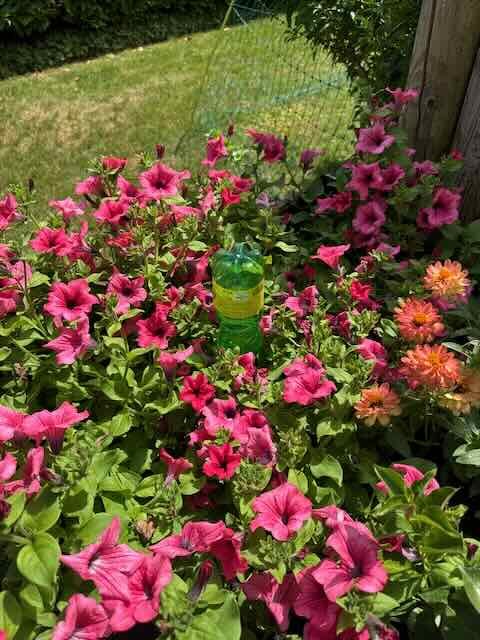 I Tried the Plastic Bottle Self-Watering System in a Heatwave and Here's Why It Failed (and What Actually Works 8 Green plastic bottle used as a self-watering spike among bright pink petunias in a garden bed by a fence
