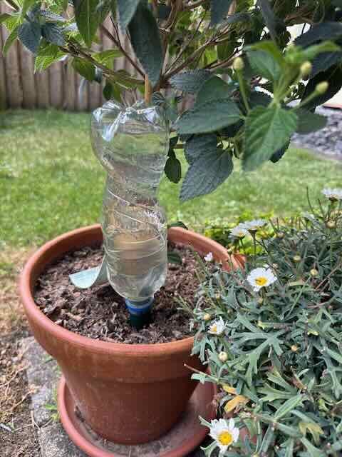I Tried the Plastic Bottle Self-Watering System in a Heatwave and Here's Why It Failed (and What Actually Works 4 Clear plastic water bottle inverted as a DIY dripper in a terracotta pot at the base of a potted shrub