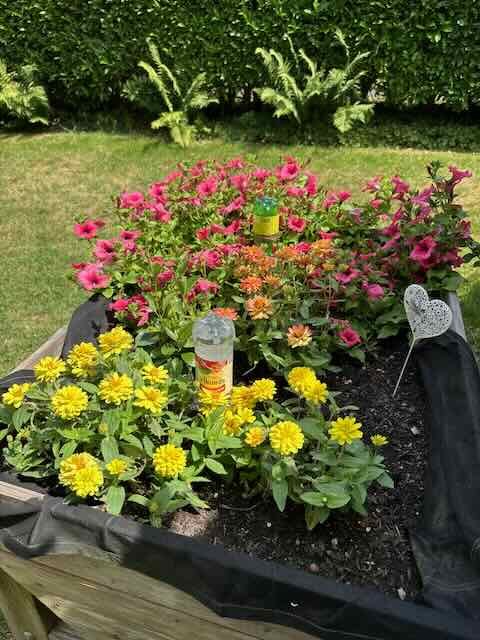 I Tried the Plastic Bottle Self-Watering System in a Heatwave and Here's Why It Failed (and What Actually Works 2 Raised garden bed of yellow zinnias, pink petunias and orange flowers with DIY plastic bottle waterers